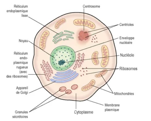 Schéma d'une cellule eucaryote